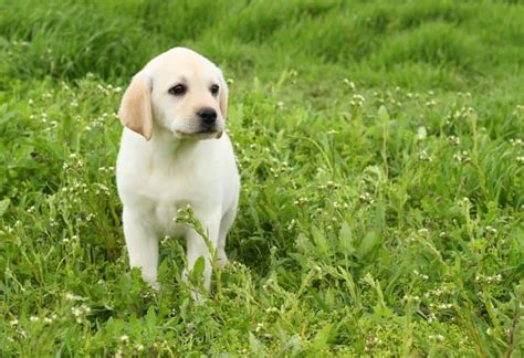 This is pepper and this was labor day weekend when we took her to the lake… What Age to Take Your Dog Out to Socialize? When Can I ...
