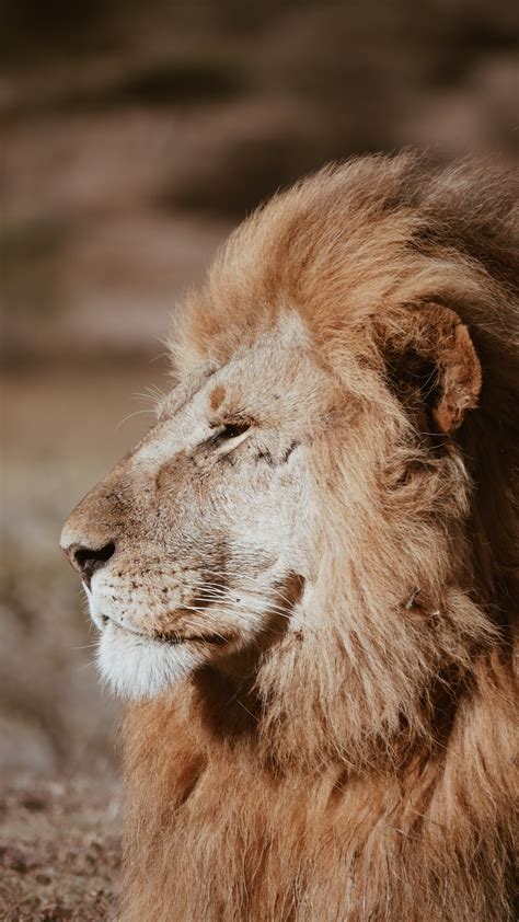 20 Lion Pictures And Images Download Free Images And Stock Photos On