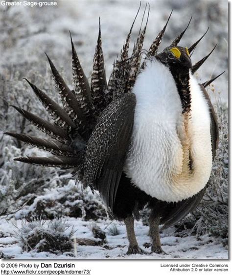 The Sage Grouse Centrocercus Urophasianus Or Greater Sage Grouse Is