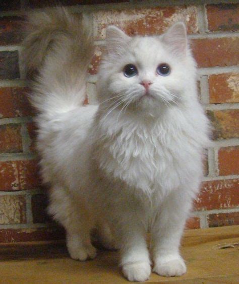 Fluffy Cat Breeds That Stay Small Pets Lovers