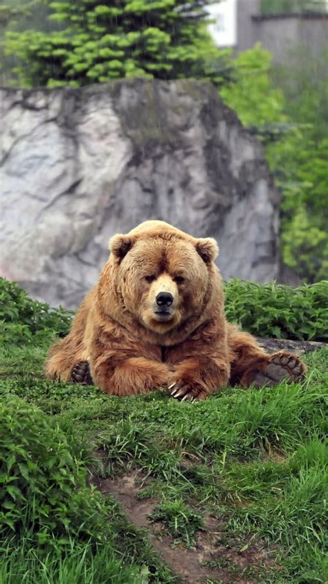 18 Best California Grizzly Images On Pinterest Grizzly Bears