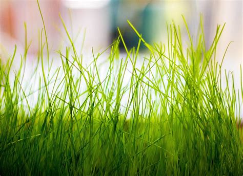 Macro Grass Plants Hd Wallpapers Desktop And Mobile Images And Photos