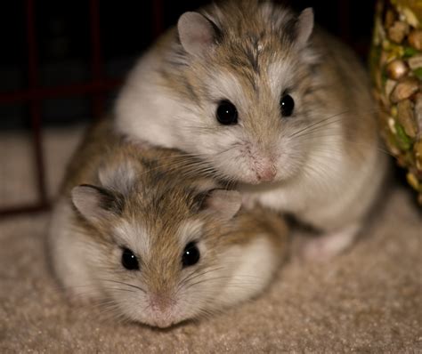 Is It Better To Have One Hamster Or Two