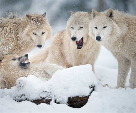 Six Alaskan Animals You Never Thought Youd See Insight Vacations