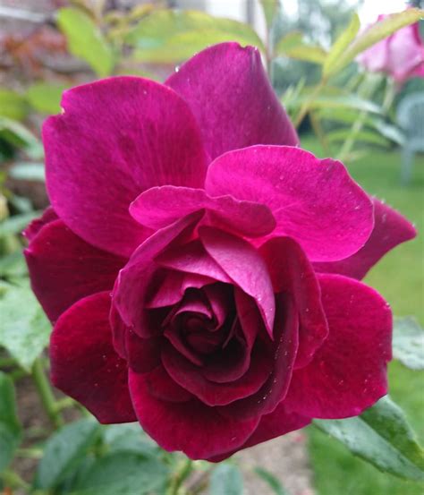 Roses Not Blooming 6 Solutions That Actually Work Gardener Report