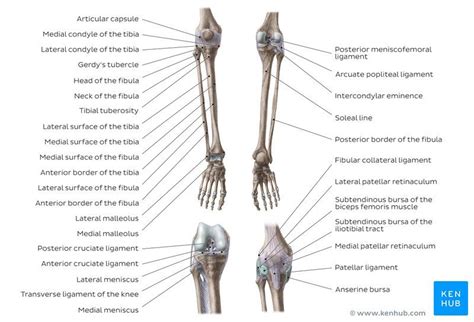These muscles work together to produce movements such as standing walking running and jumping. Leg Bone And Muscle Diagram / Anatomy And Cell Biology 213 ...