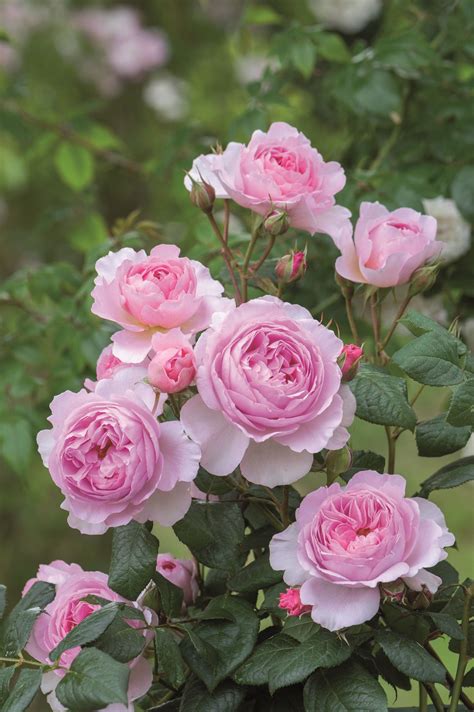 English Shrub Rose Rosa The Ancient Mariner Uk Before 2015