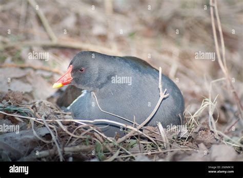 A Grouse Hatching Eggs In Its Nest Stock Photo Alamy