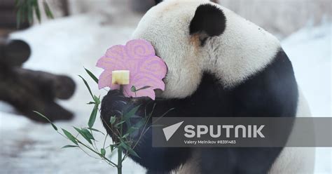 Russia Zoo Pandas Sputnik Mediabank