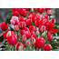 Six Tips For What To Do After Tulips Bloom  Oregonlivecom