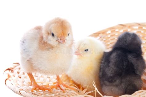 Cute Baby Chicks Stock Image Image Of Front Poultry 14570567