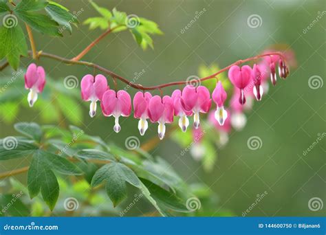 Beautiful Bleeding Heart Flowers Stock Photo Image Of Background