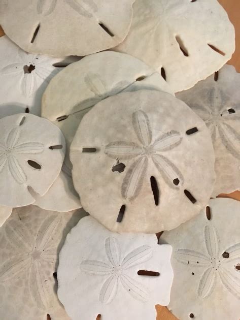 Fun Facts About Sand Dollars Go To Shell