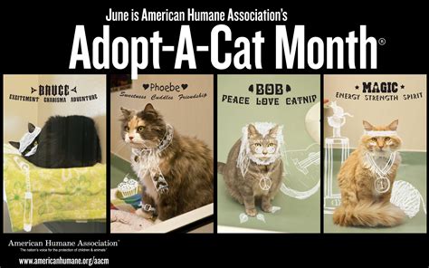Funny Fur Donates In Honor Of National Adopt A Cat Month