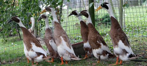 A study of the diets of kenyan long distance runners in 2004 found that even among elite athletes, tea was the primary source of liquid intake! Indian Runner Duck Club | Welcome