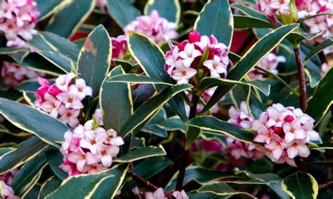 Daphne Odora Aureomarginata Fragrant Hardy Evergreen Shrub