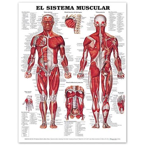The Muscular System In Spanish Paper Chart Muscular System In Spanish
