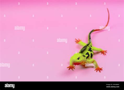 Iguana De Juguete Fotos E Imágenes De Stock Alamy