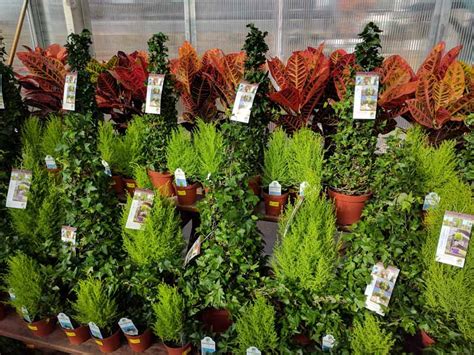 Greenhouse Indoor Plants Succulents Country Mile Gardens