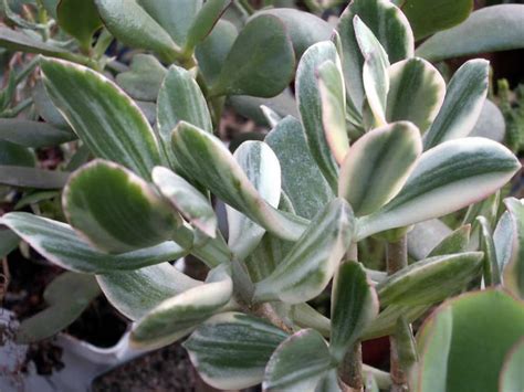 Caring for jade plants — top tips. Crassula ovata 'Lemon & Lime' (Variegated Jade Plant ...