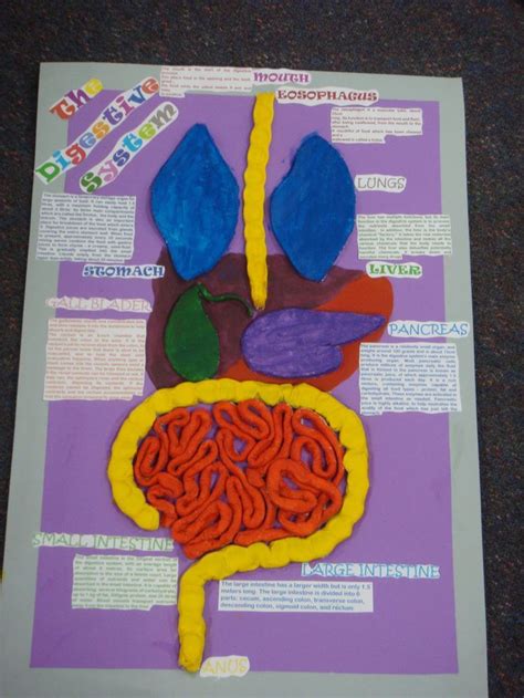 We did not find results for: school 3d art project digestive system | Digestive system ...
