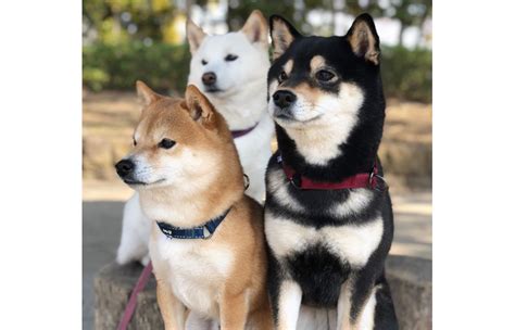 The Shiba Inu Breed Vocal Cat Like Hunting Dogs From