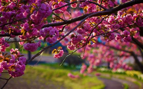 1920x1200 Nature Flowers Pink Trees Depth Of Field Wallpaper