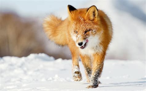 Fox Wallpaper Animal Desktop Fox Nice Wllpaper Animals 5349