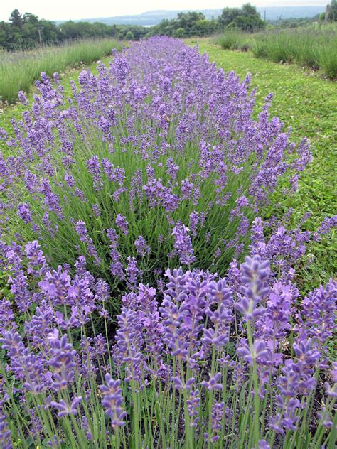 Lockwood Lavender Farm The Lavender Is In Full Bloomperfect Day To