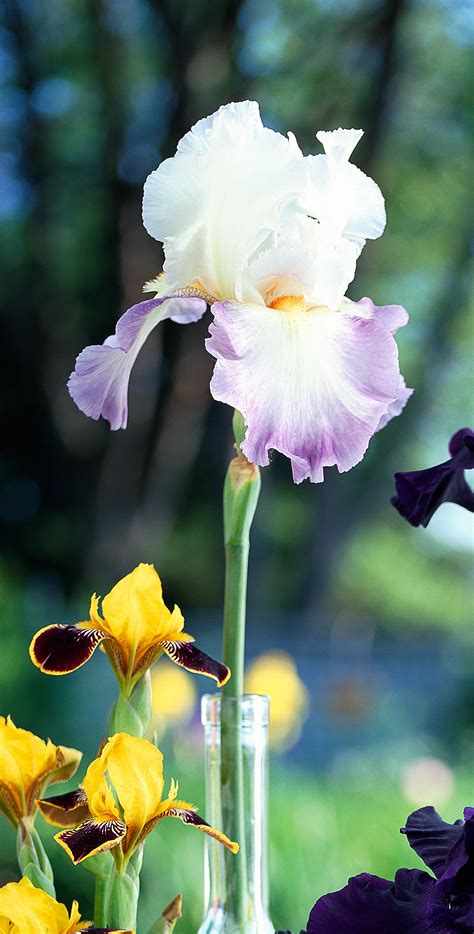 How To Grow Maintain And Divide Bearded Iris Better