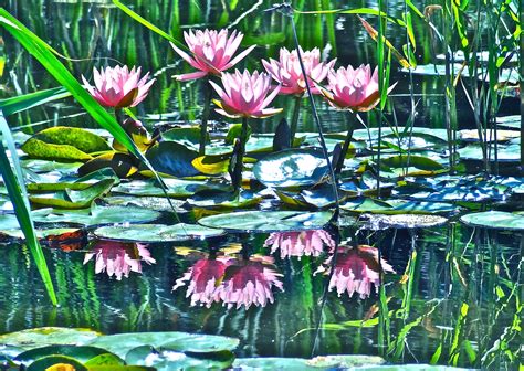 Hidden Pond Lilies Lily Pond Photo Photo A Day