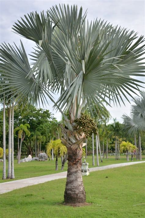 11 Types Of Palm Trees In Florida Florida Trees Mexican Palm Tree
