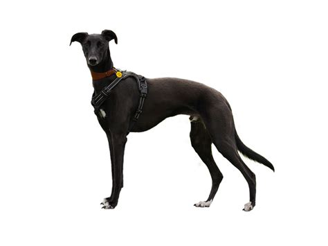 Lurcher Rehoming Rescue Dog Dogs Trust