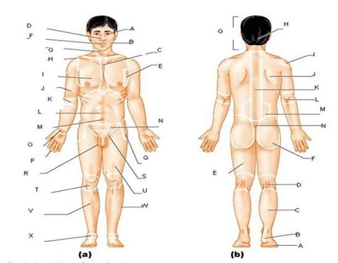 Enchantedlearning.com label the body diagram label the human body diagram using the word list below. Body Landmarks Wiliford Human Anatomy Quiz - By peytonannb