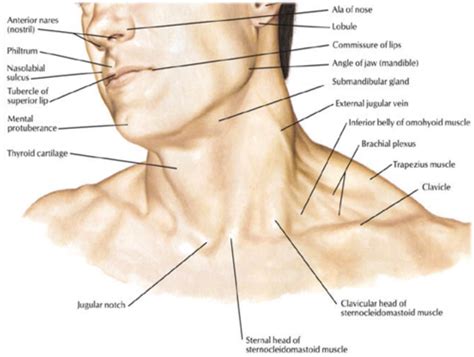 The Neck Superficial Structures Of The Neck Flashcards Quizlet