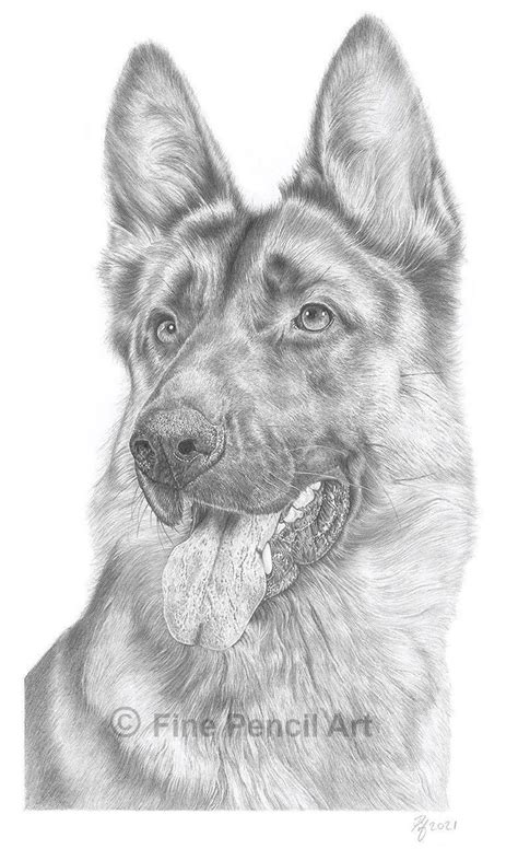 German Shepherd Alsatian Portrait Pencil Drawing Print Etsy