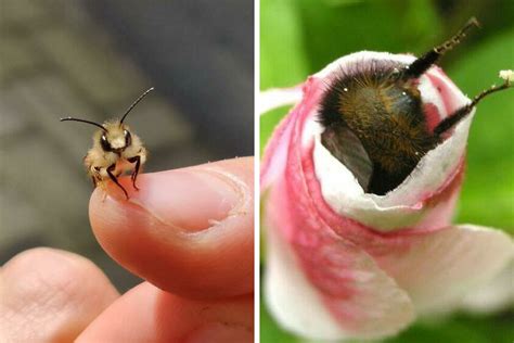 30 Beautiful And Cute Bugs You May Not Have Seen Before Bored Panda