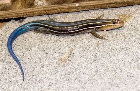 Five Lined Skink Facts And Pictures