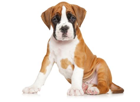 Earn points & unlock badgeslearning, sharing & helping adopt. Find Boxer Puppies For Sale & Breeders In California