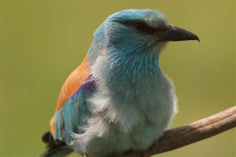 Photos Of The Birding Tours In Hungary Ecotours Wildlife Holidays