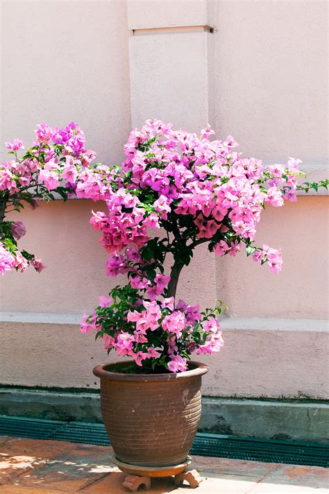 How To Grow Bougainvillea In A Pot Gardening