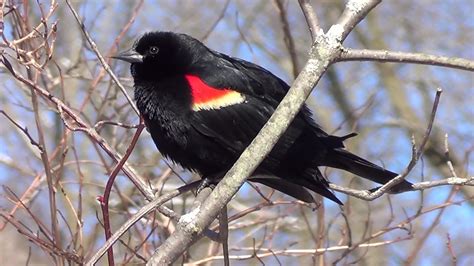 Red Winged Blackbird Call Male 1 Hq Hd Youtube