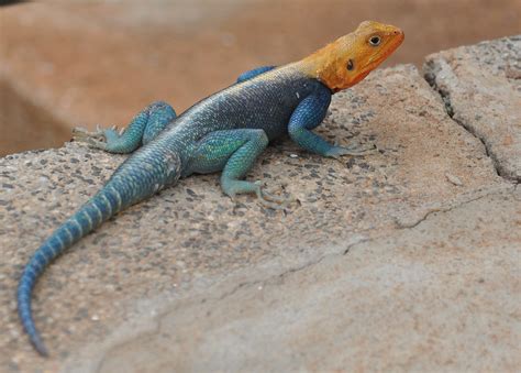 Agama Agama Common Agama Or Red Headed Rock Agama Or Rainbow Agama