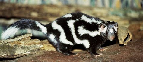 The Pygmy Spotted Skunk Critter Science