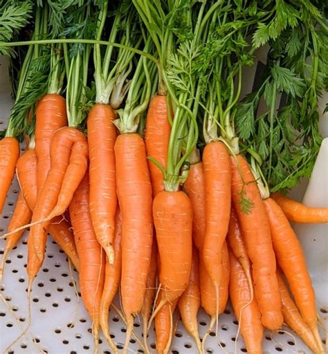 Orange Carrots Tucker Farms
