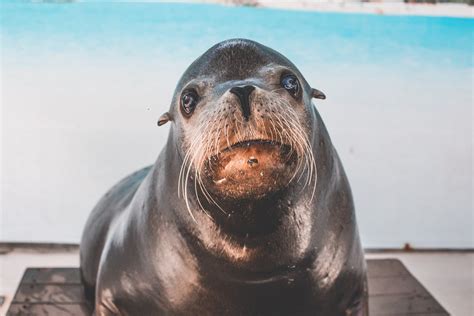 Black Seal · Free Stock Photo