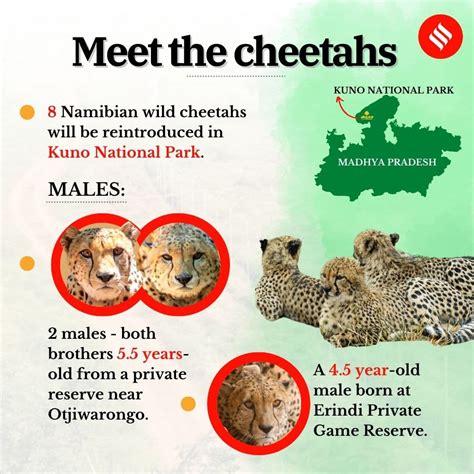 Cheetahs Return To India September 18 2022 70 Years After Extinction