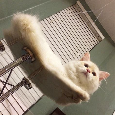 Cats On Glass Tables Look Hilariously Adorable