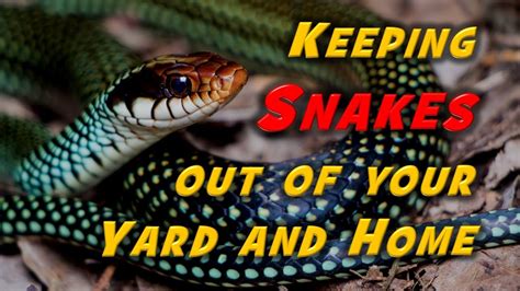 How To Run Away Snake From Home Snake Poin