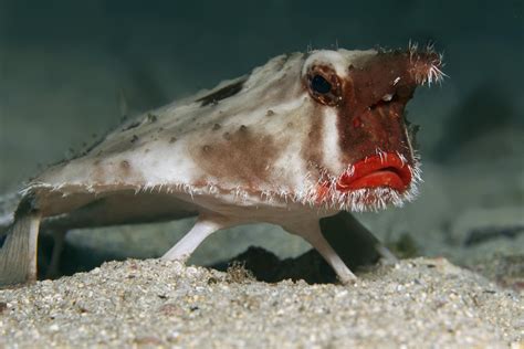 Red Lipped Batfish Or Galapagos Batfish Ogcocephalus Darwini Cocos